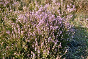 Der August taucht die Heide in wunderbares Violett.